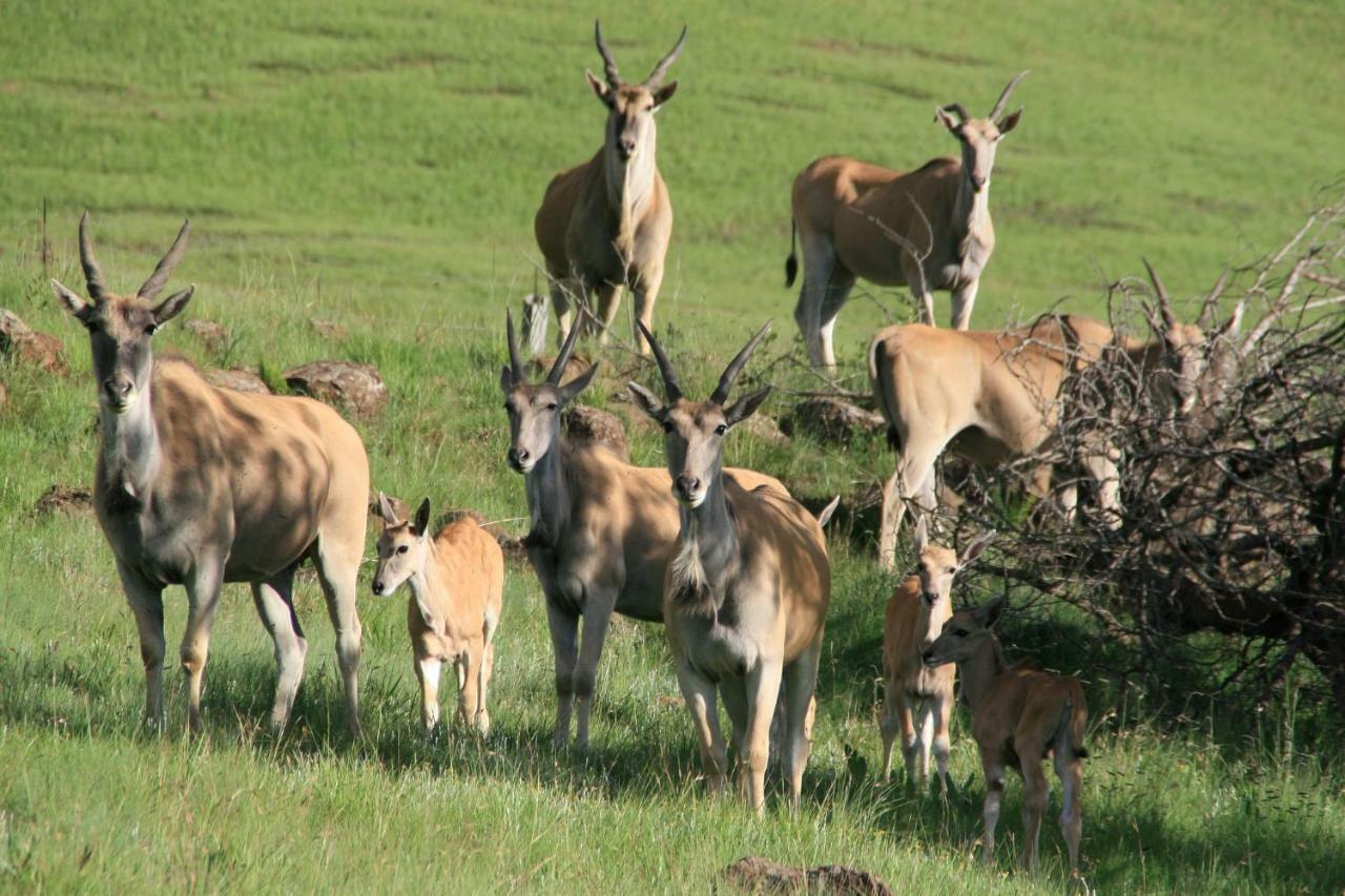 Sani Valley Nature Lodges Himeville Kültér fotó